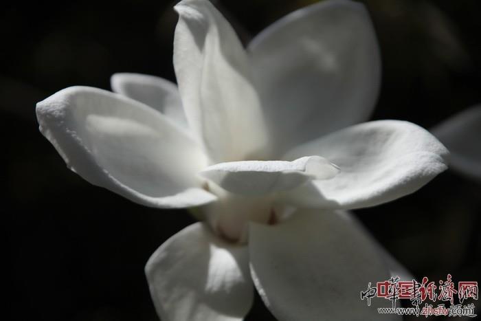 　　纪晓岚故居的花