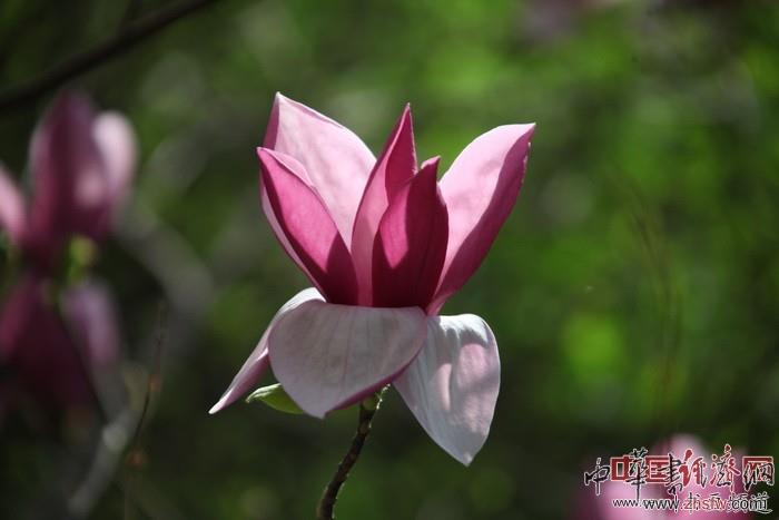 　　纪晓岚故居的花