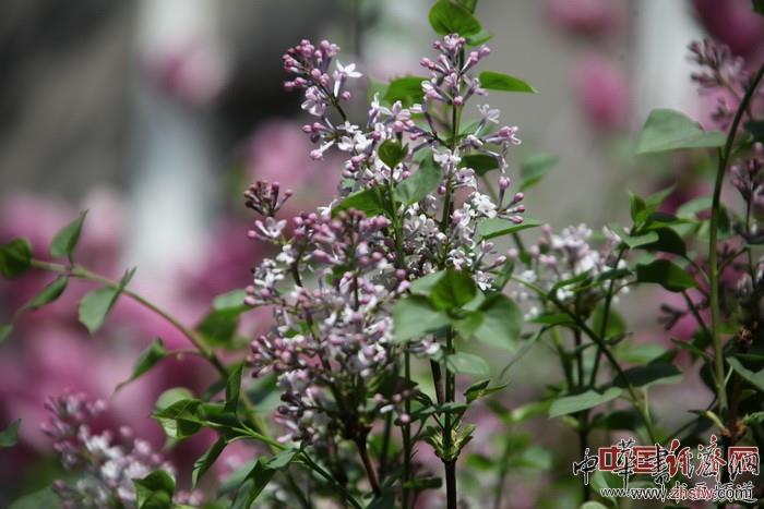 　　纪晓岚故居的花
