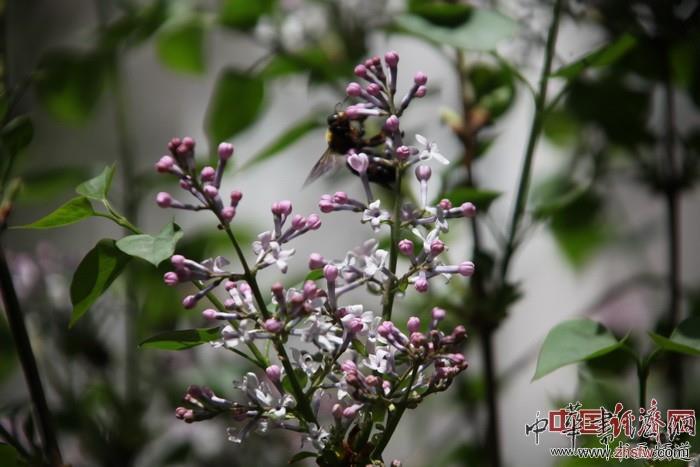 　　纪晓岚故居的花