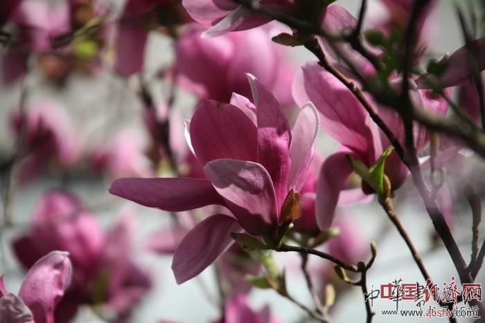 　　纪晓岚故居的花