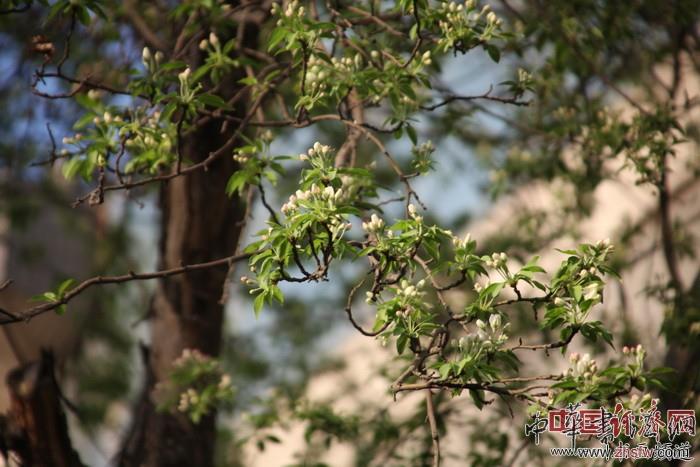 　　纪晓岚故居的花