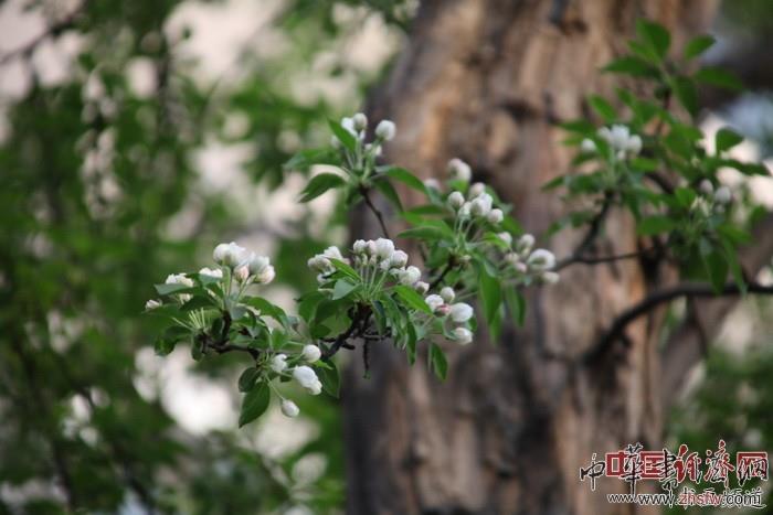 　　纪晓岚故居的花
