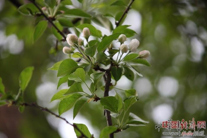　　纪晓岚故居的花