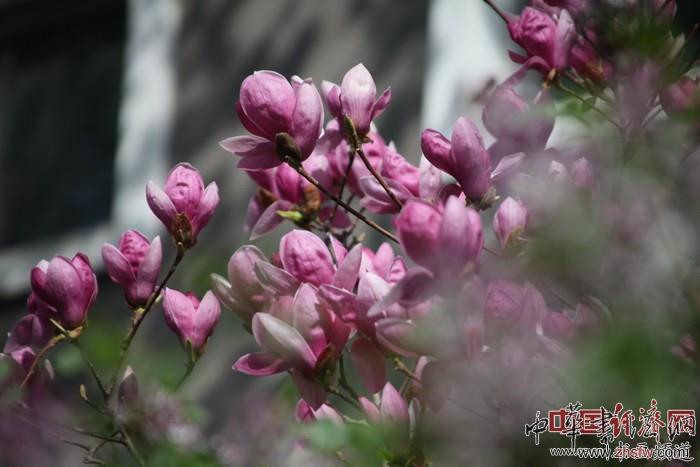 　　纪晓岚故居的花
