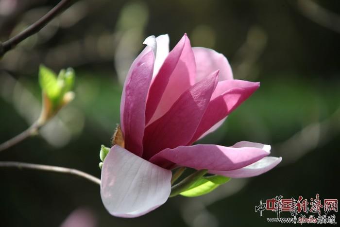 　　纪晓岚故居的花