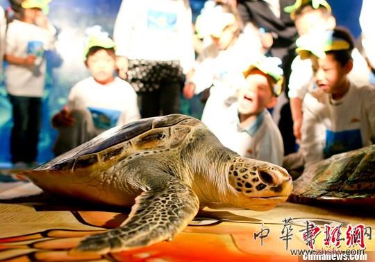 海龟代言做公益 儿童书画绘海洋