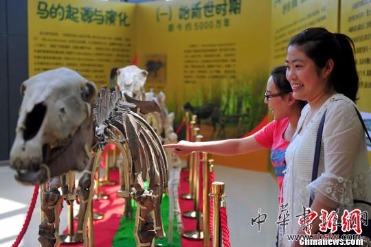 中国首次集中外马化石为一体的化石展沈阳开展