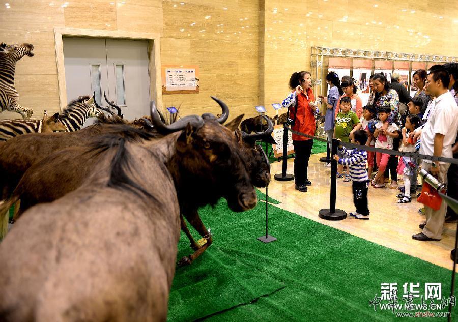 （晚报）山东博物馆举办“非洲野生动物大迁徙展”侧记展览