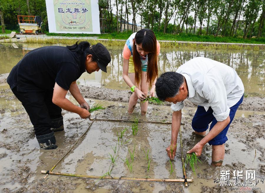 #（社会）（2）大地农民画《巨龙舞梦》试种彩色水稻