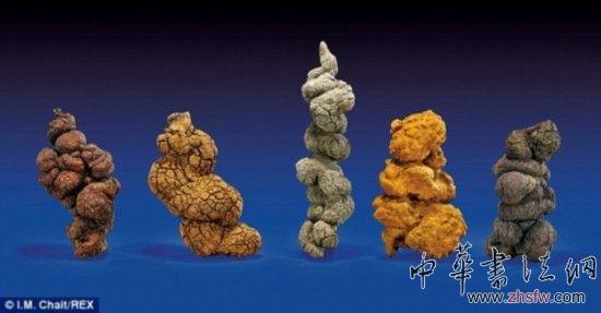 世界最长恐龙粪便化石将拍卖：估价1万美元