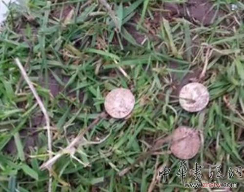 英破产寻宝家挖出5251枚古币