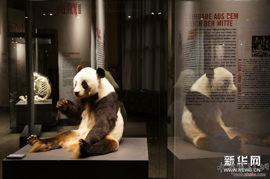 （国际）（1）大熊猫“宝宝”“嫣嫣”标本在柏林首展