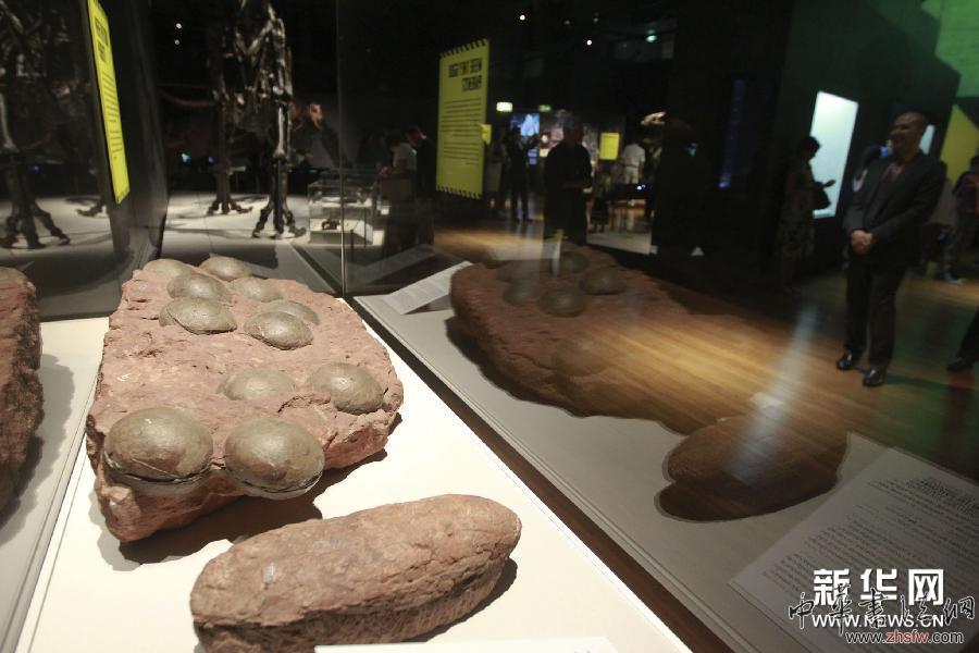（国际）（2）中国恐龙化石在悉尼展出