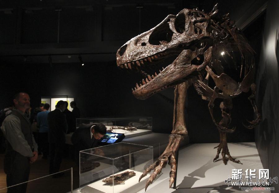 （国际）（5）中国恐龙化石在悉尼展出
