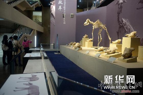 （晚报）（1）甘肃和政古生物化石博物馆扩大展出规模