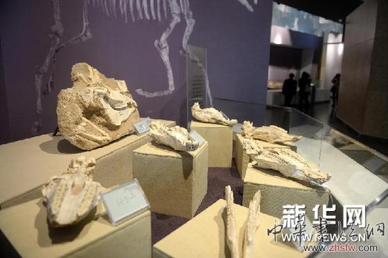 （晚报）（2）甘肃和政古生物化石博物馆扩大展出规模