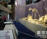 甘肃和政古生物化石博物馆扩大展出规模 图