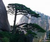 安徽黄山“一树一策”保护名木